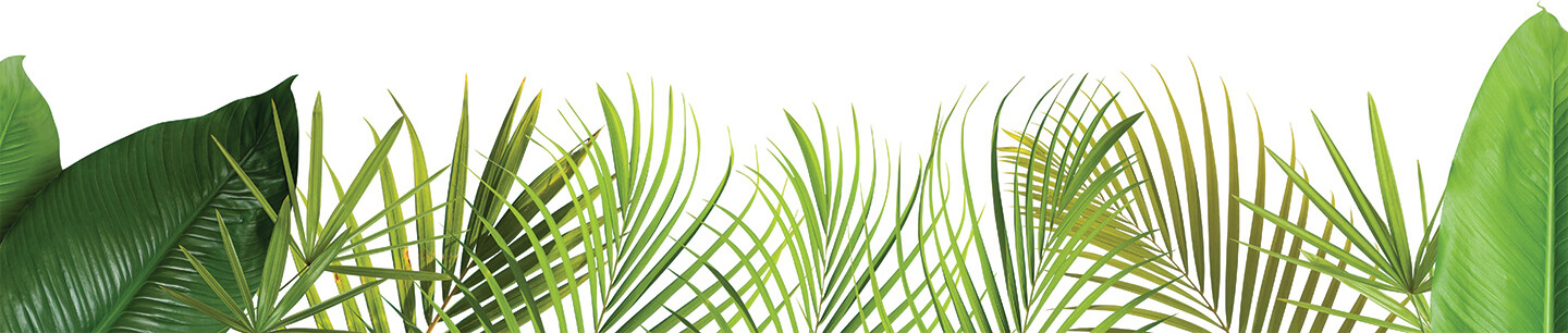 palm leaves