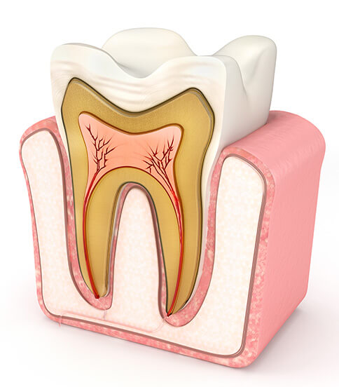 illustration of a vertical cross-section of a tooth